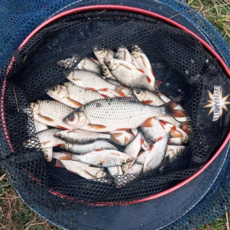 Tagesfang vom Feedern am Teich im Oktober auf Rotaugen