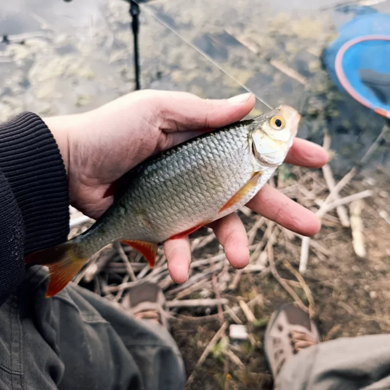 Rofeder gefangen beim Feedern am Teich im Oktober