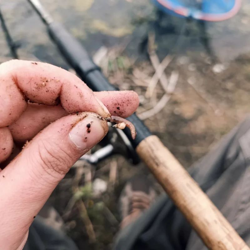 Wurmkopf am Feederhaken