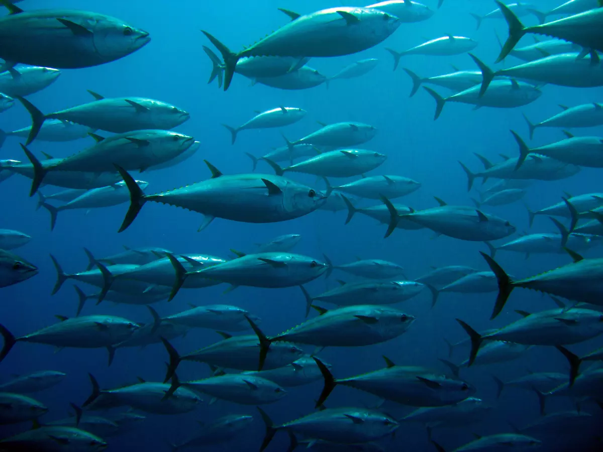 Schwarm Thunfische im Meer