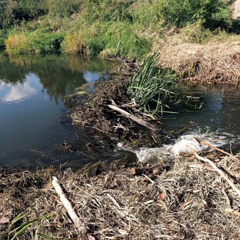 Kleiner Fluss mit reichlich Treibgut im September