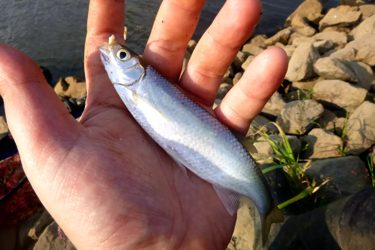 Ukelei mit Angler beim Futterkorbangeln