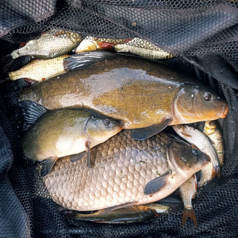 Tagesfang mit Schleien, Satzkarpfen, Brassen und Giebel mit Vanille Mais