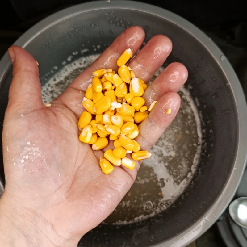 saurer Hartmais nach 12 Tagen im Gäreimer