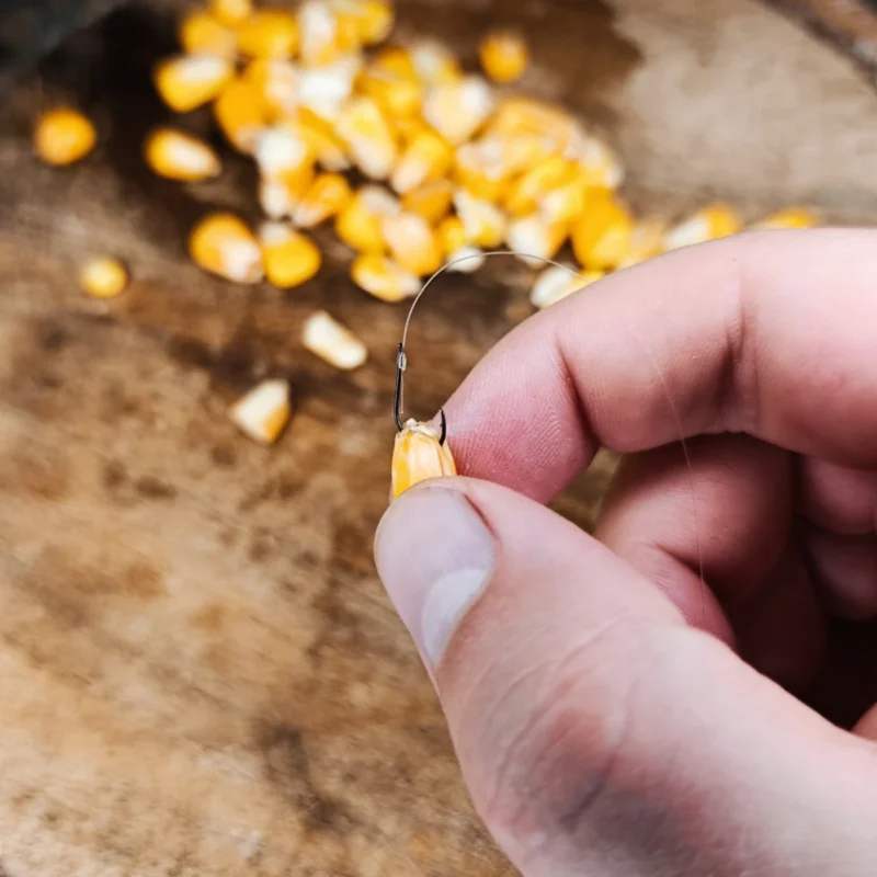Hartmais angeködert am Feederhaken durch den Strunk