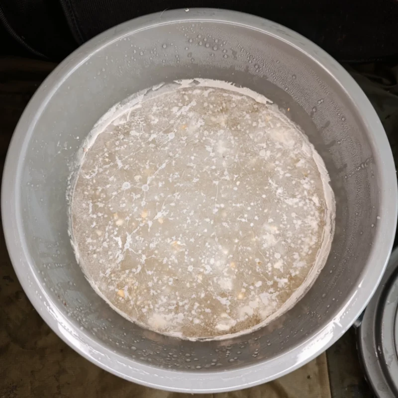 Fermentiertes Maiswasser von vergorenem Hartmais nach 12 Tagen Reife