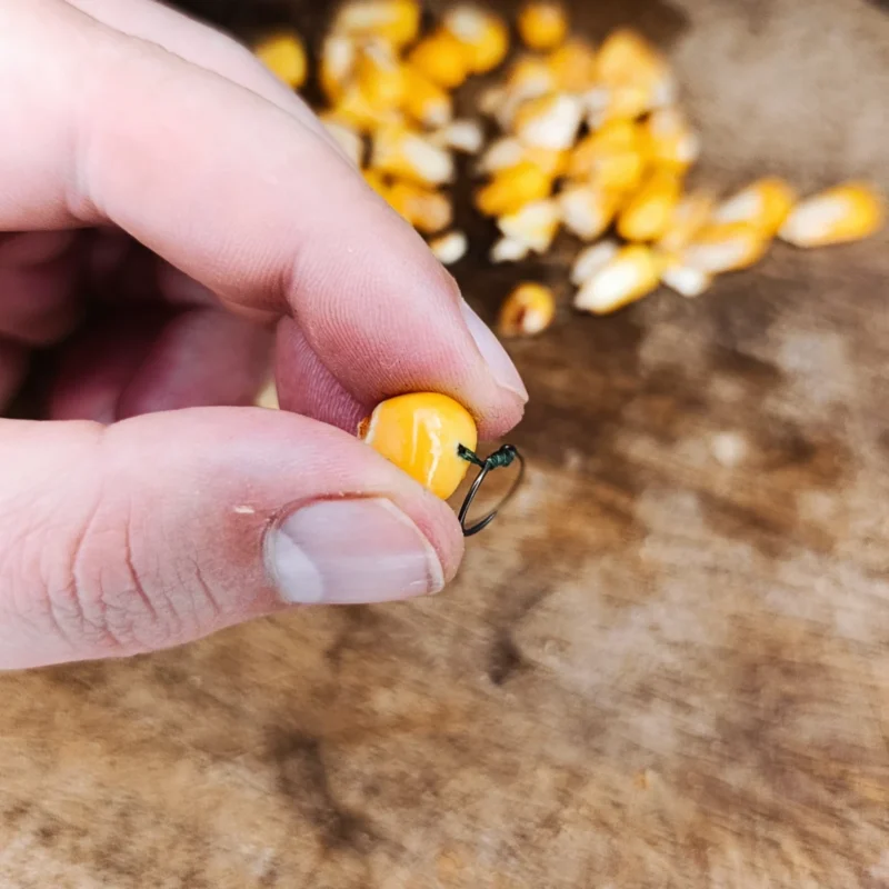 Fermentierter Hartmais an der Haarmontage