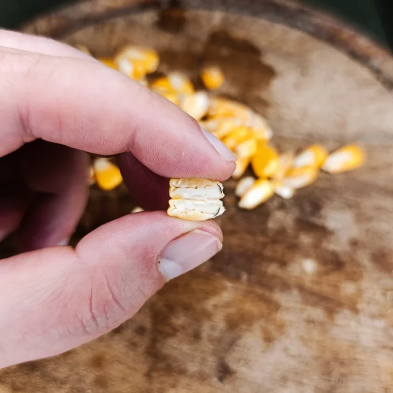 breiiger Kern von vergorenem Hartmais