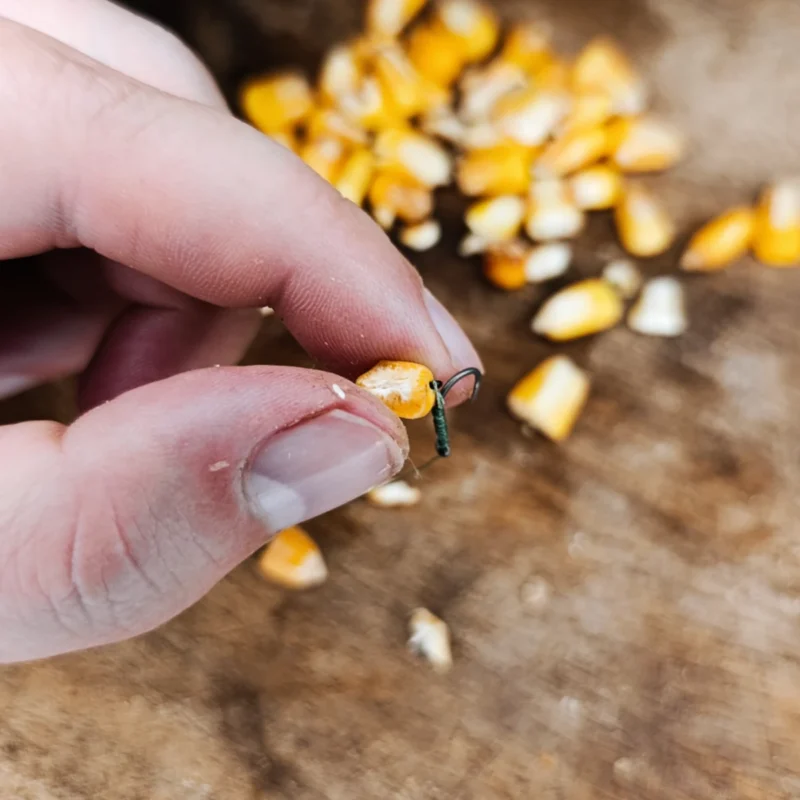 halbes Hartmaiskorn am Haar