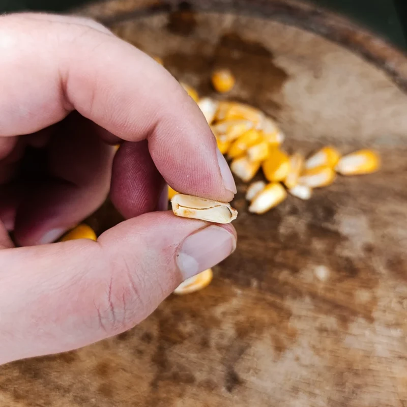 aufgeschnittenes Hartmaiskorn im Reifetest