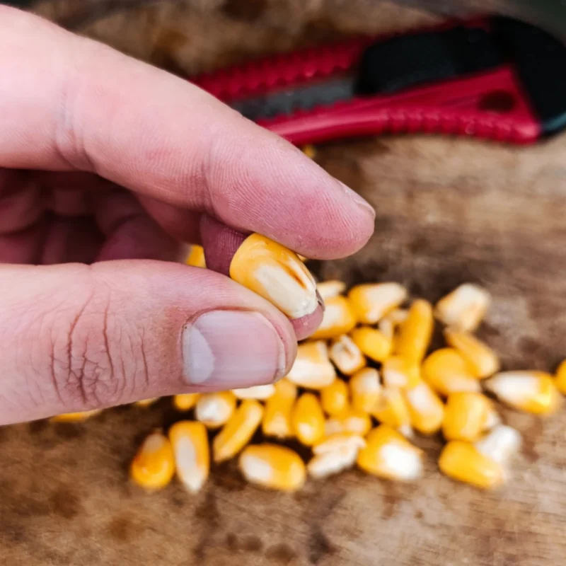 weißgelbes Hartmaiskorn