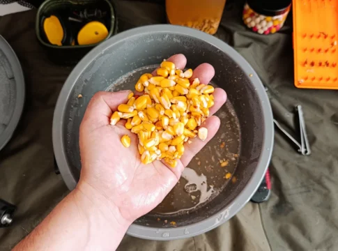 Vergorener Hartmais im Studium eines Anglers