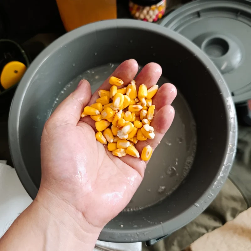 aufgequollener Hartmais nach 5 Tagen