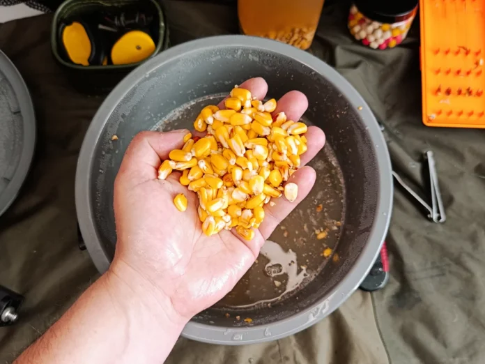 Vergorener Hartmais im Studium eines Anglers