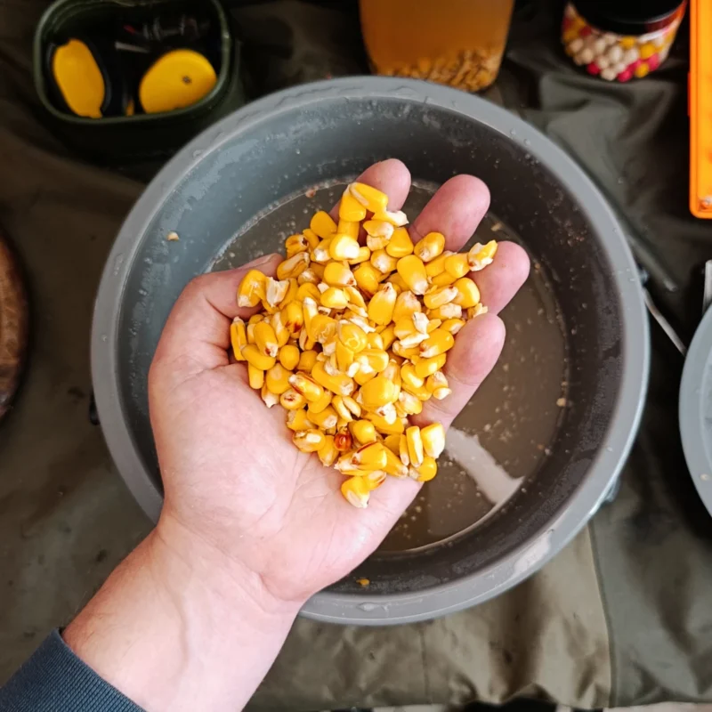 frischer Hartmais wird in Eimer angesetzt