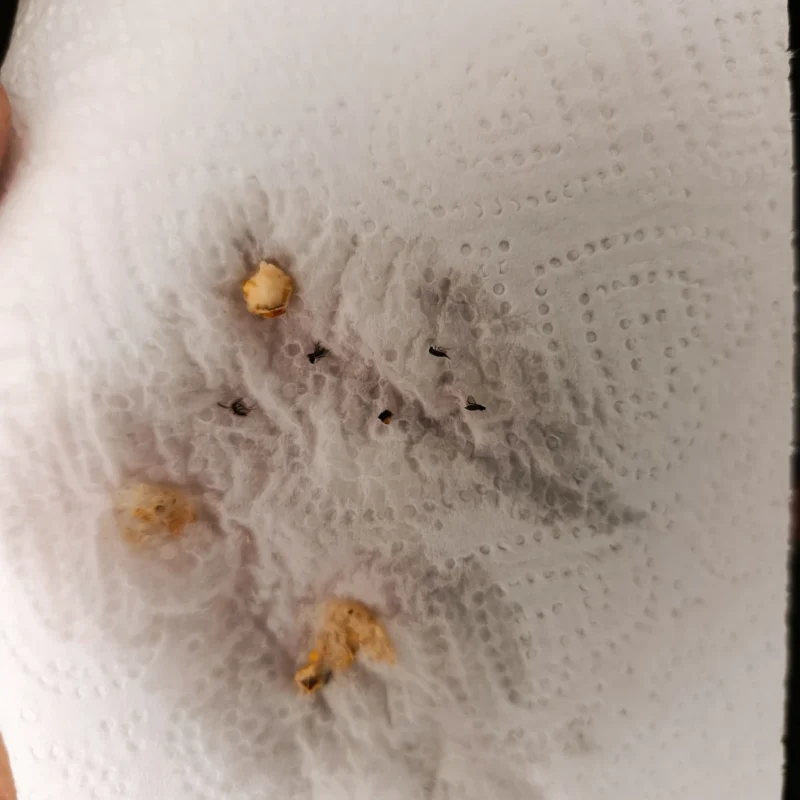 Fruchtfliegen zwischen Maisbruch