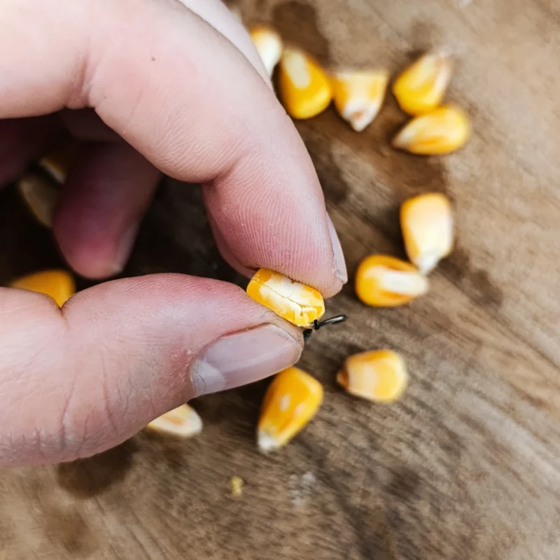 gebrochenes 5 Tage altes Hartmaiskorn mit stärkehaltigem Kern