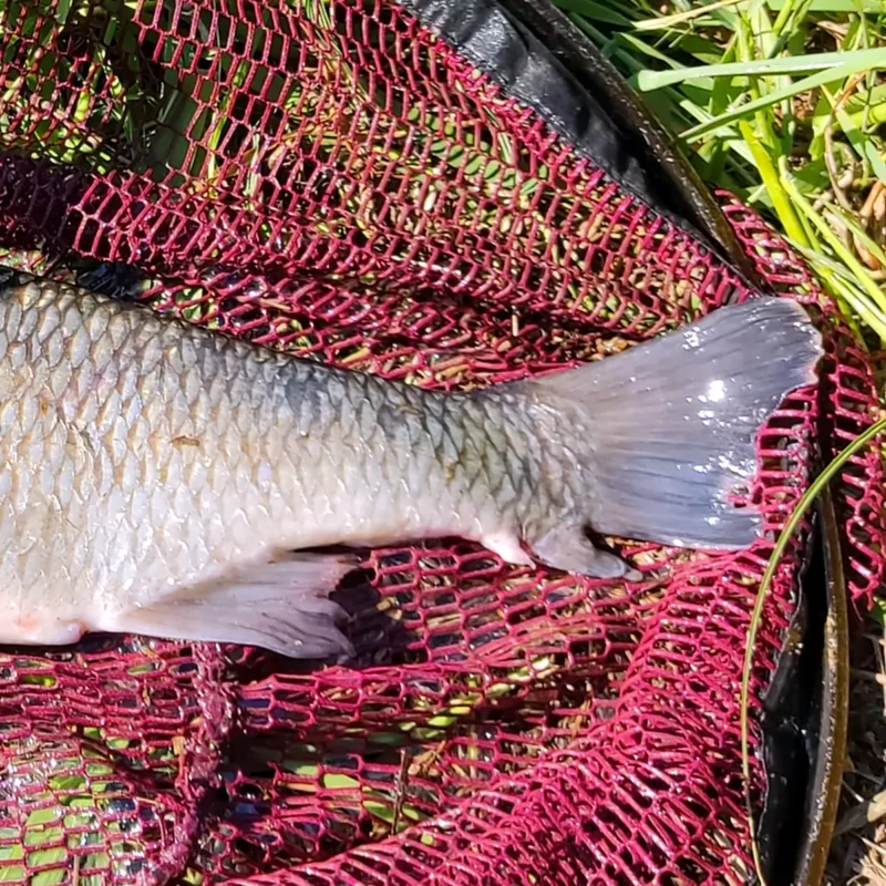 verheilte Schwanzflosse vom gleichen Fisch