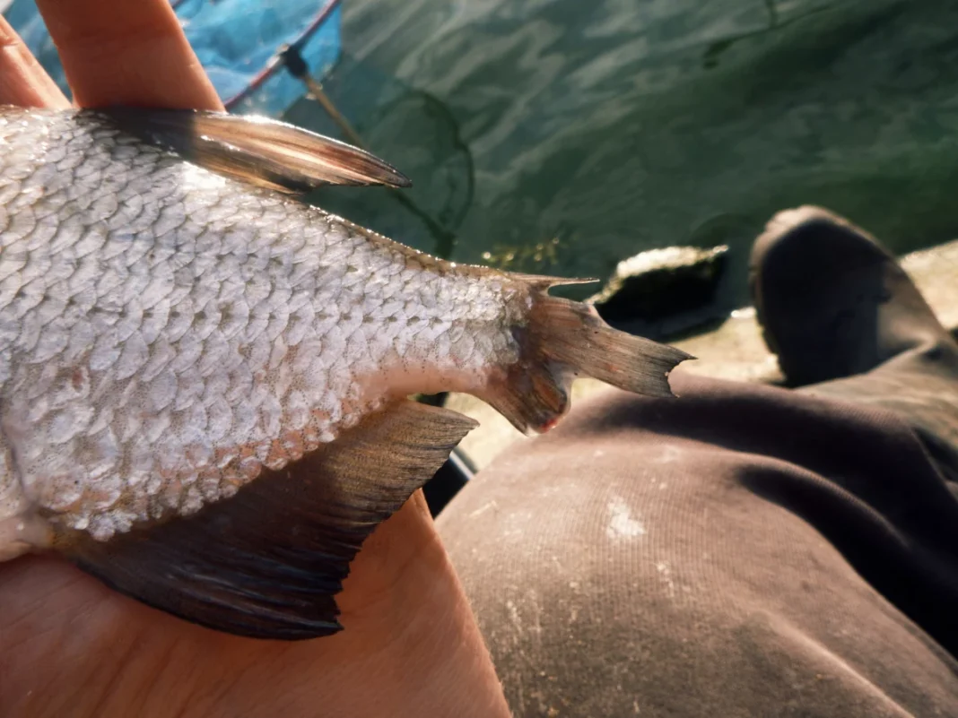 Verletzte, kranke und missgebildete Fische im Tagebuch