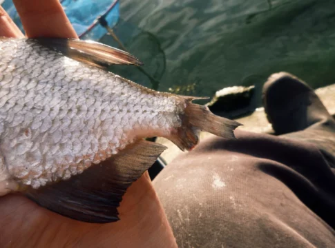 Verletzte, kranke und missgebildete Fische im Tagebuch