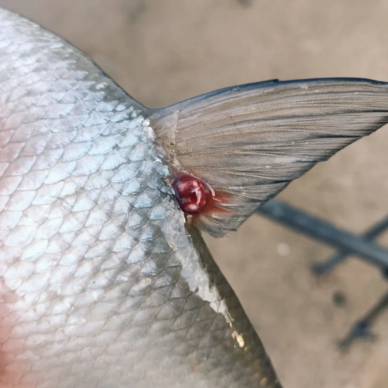 Kranke Fische: Brasse mit Ankerwurm und Infektion an der Rückenflosse