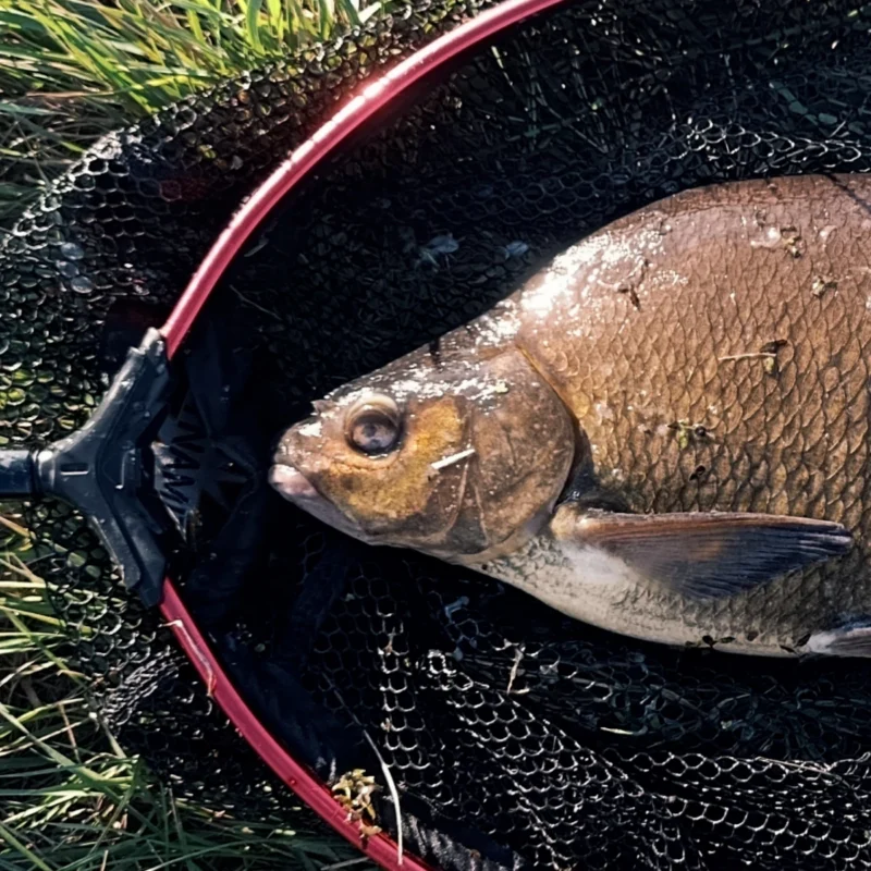erblindete Brasse aus einem kleinen Fluss