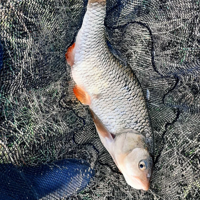 Kranke Fische: Döbel mit Knick in der Wirbelsäule