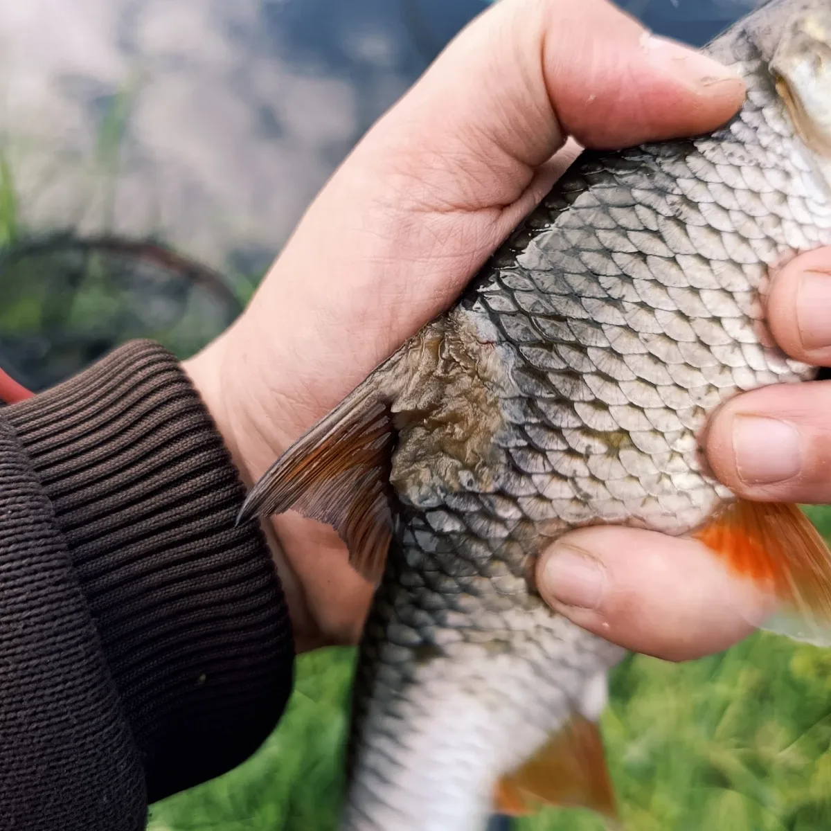 Rotauge mit verpilzter Rückenflosse