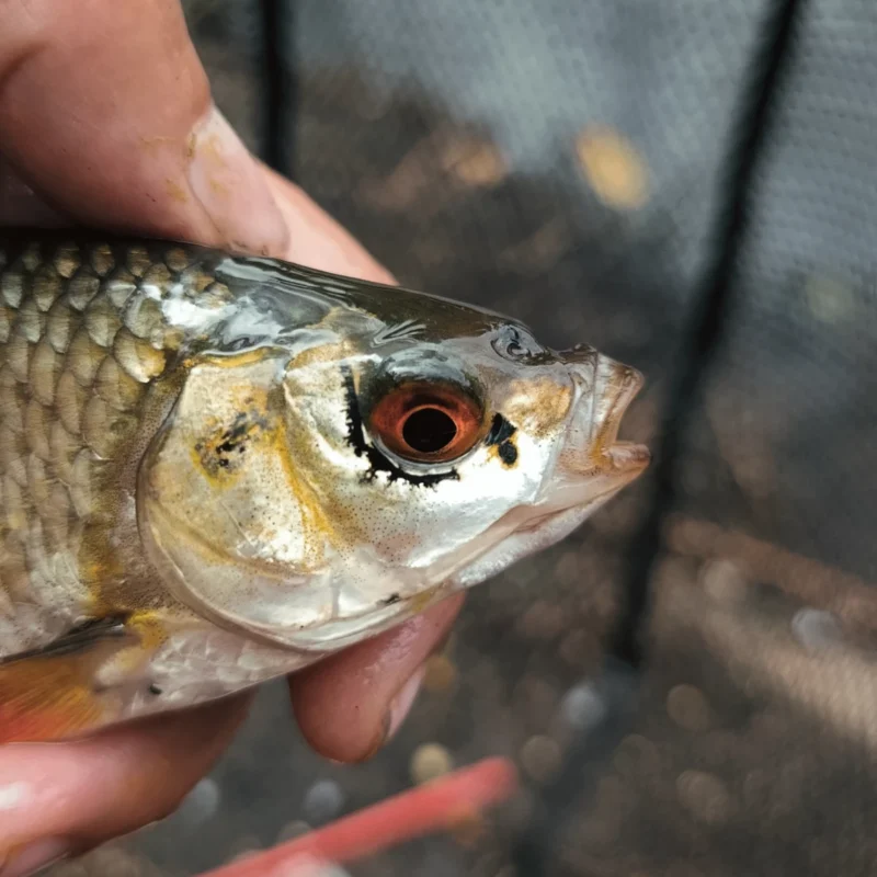 Rotauge mit schwarzer Umrandung um das Auge