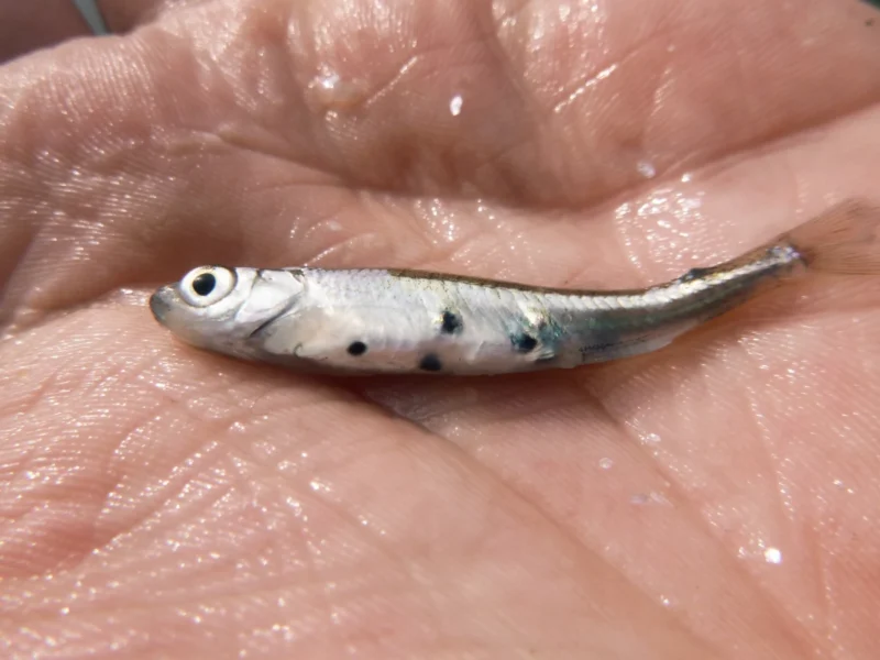 Kranke Fische: Moderlieschen mit Zekarien unter der Haut
