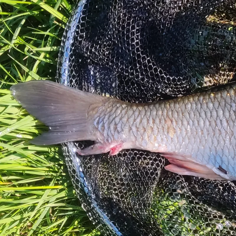 verletzte Schwanzflosse eines Fisches