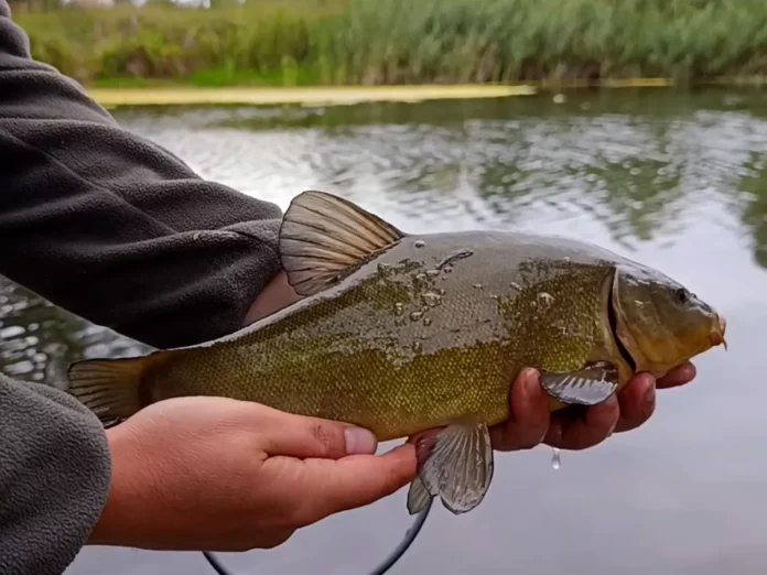 Winkelpickern am Teich auf Schleien und Giebel