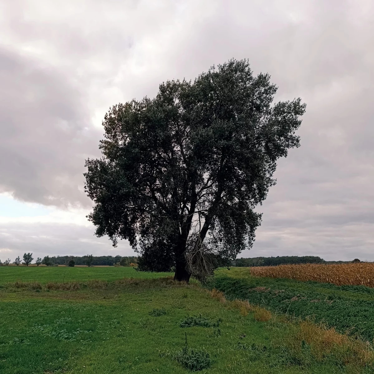 Alter Baum am Ackergraben