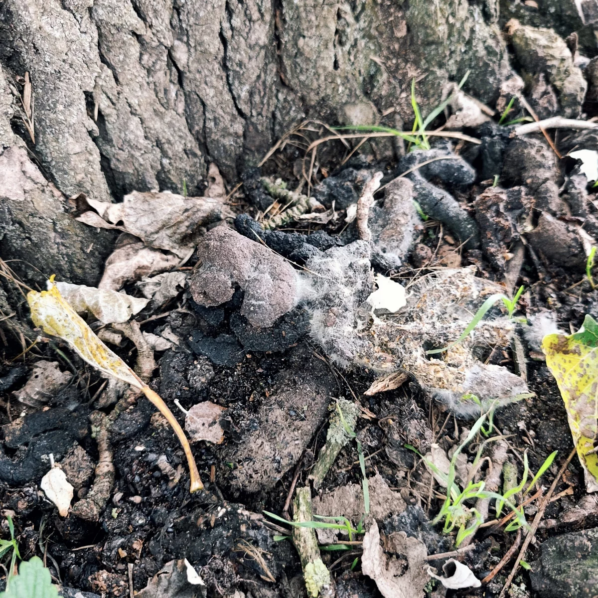 Tierkot unter dem Hochsitz