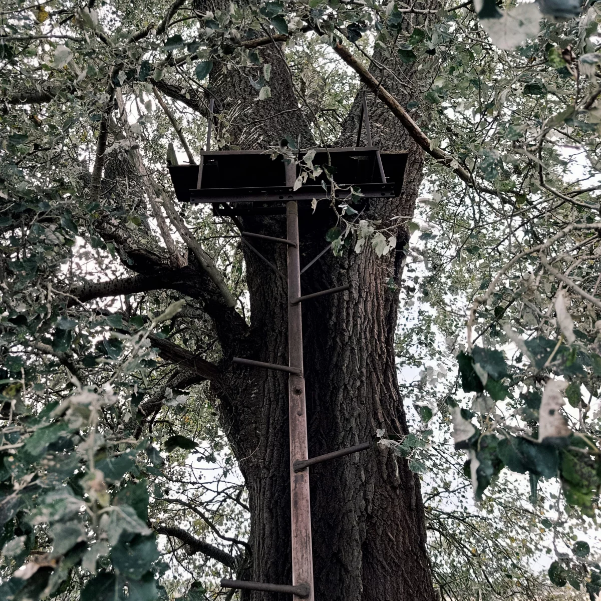 Hochsitz aus Holz auf einem Baum