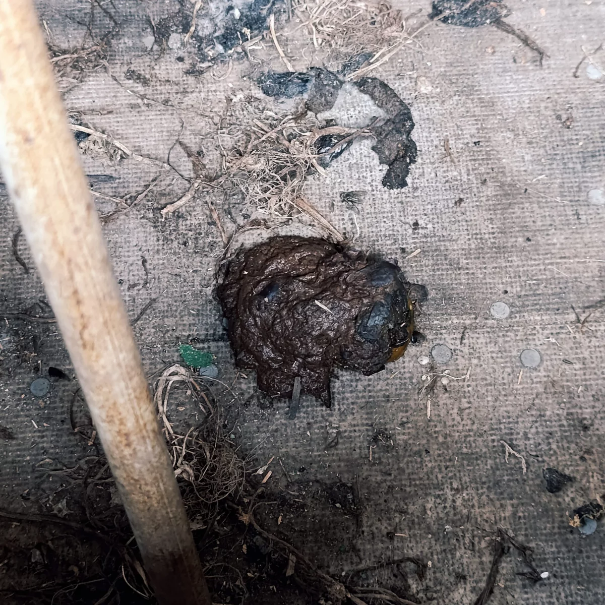 frischer Tierkot in einer Kanzel
