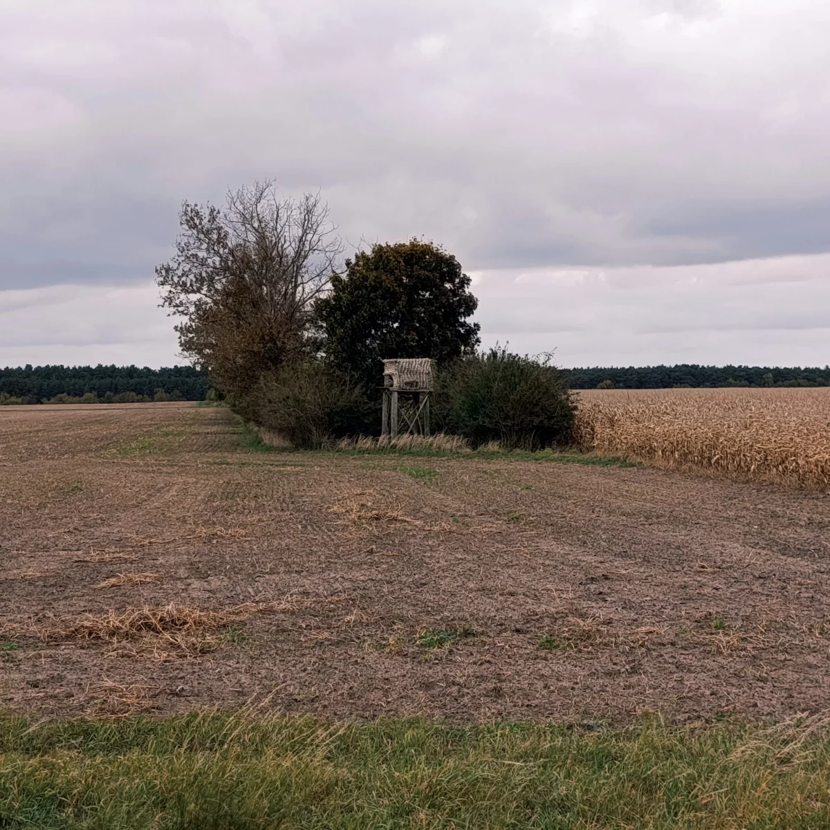 Kanzel mit Tarnnetz an einem Maisfeld