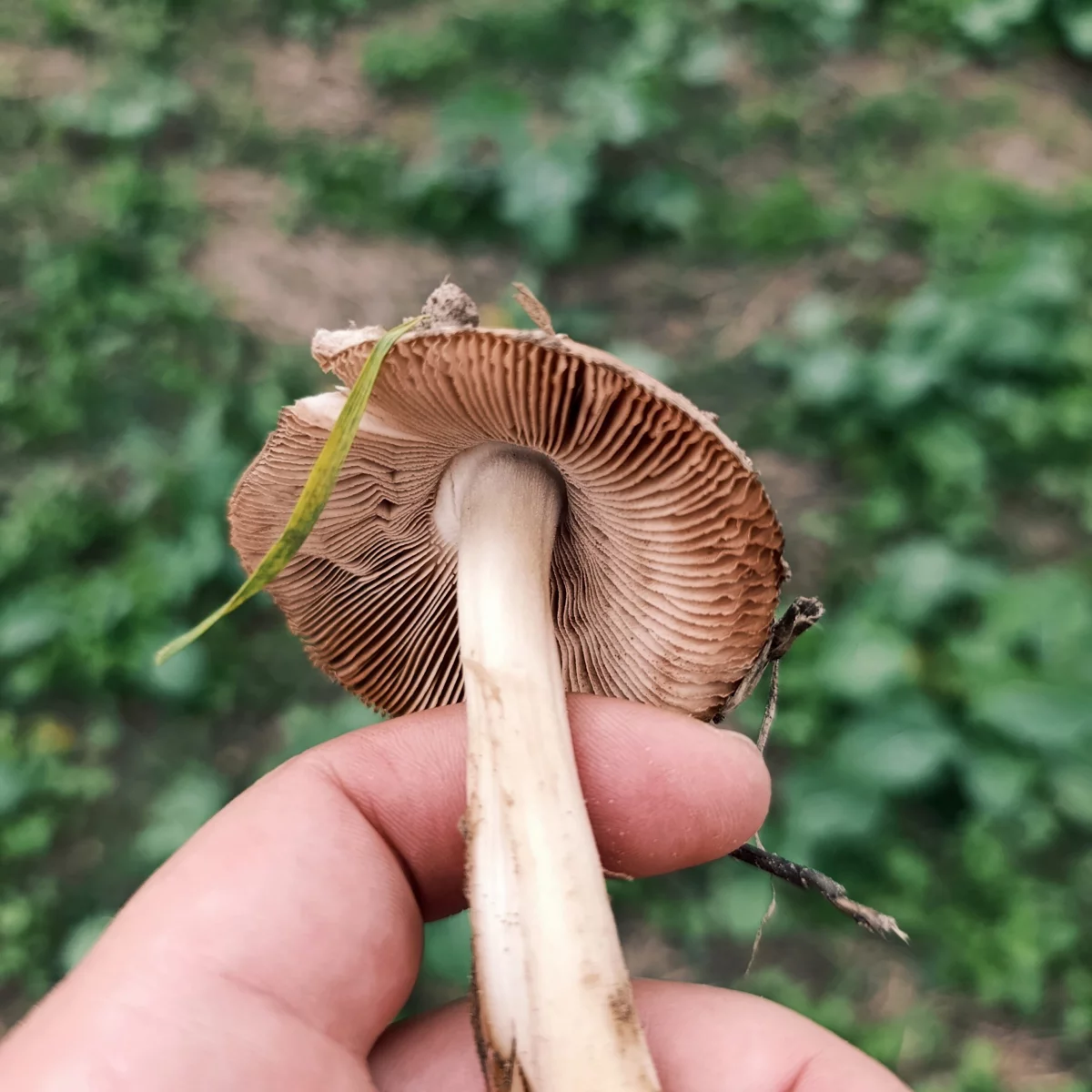 unbekannter Pilz gefunden auf einem Acker in der Seitenansicht