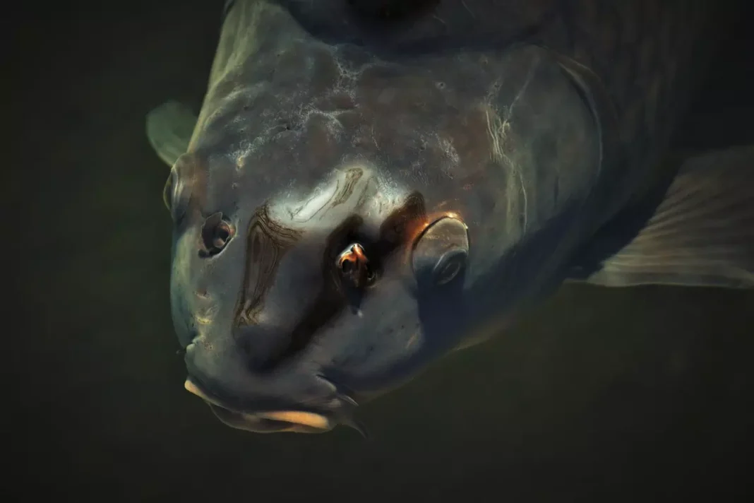 Was sind Friedfische