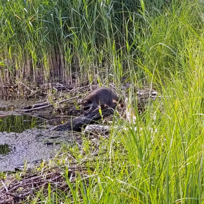 Waschbären besuchen Angler am See