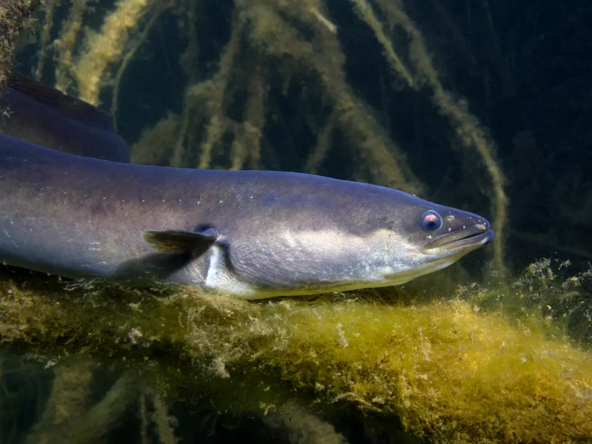 großer weiblicher Aal am Flussgrund