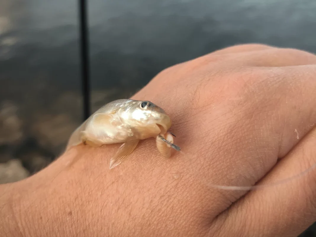 Stromgründling (Romanogobio Belingi)