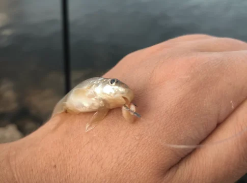 Stromgründling (Romanogobio Belingi)