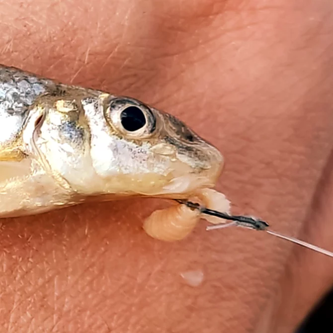 Barteln vom Stromgründling (Romanogobio Belingi)