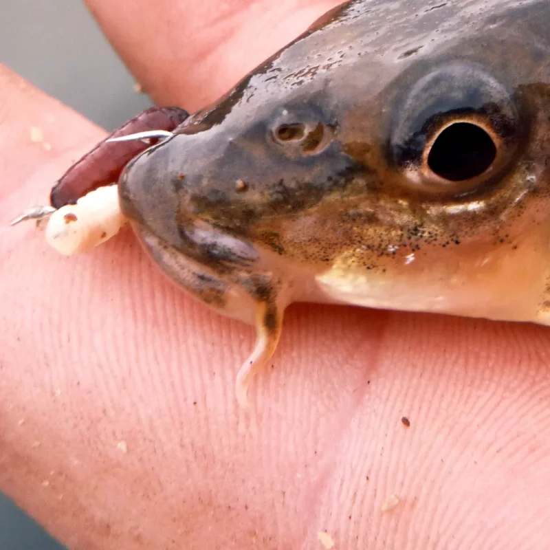 Barteln vom Gründling (Gobio gobio)