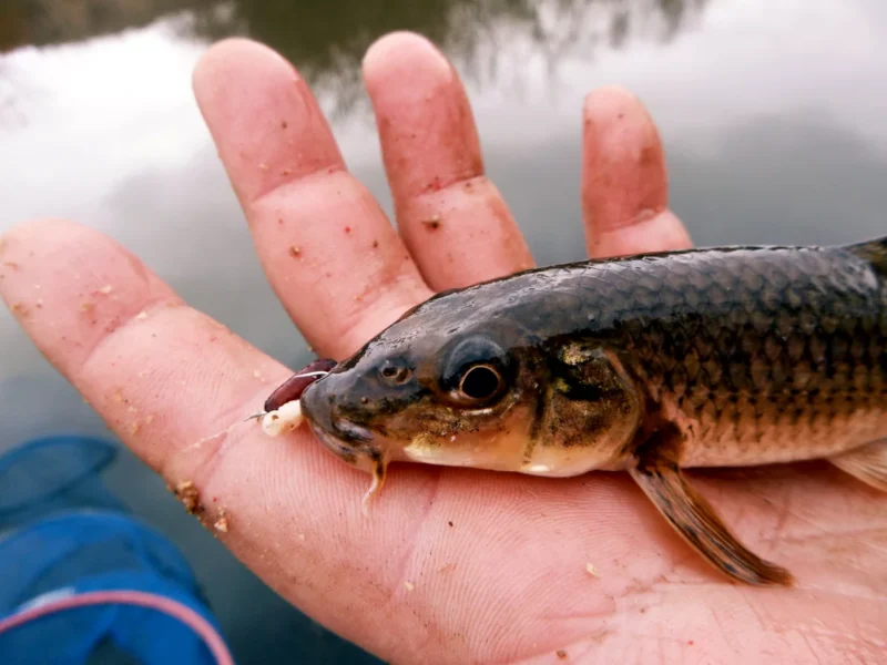 Gründling (Gobio gobio) in der Hand eines Anglers