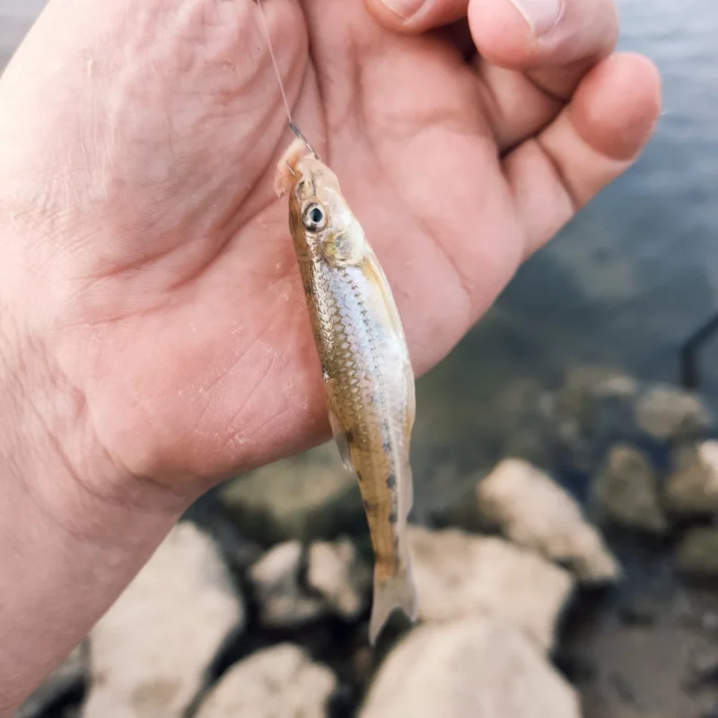 Stromgründling (Romanogobio Belingi) in der Flankenansicht