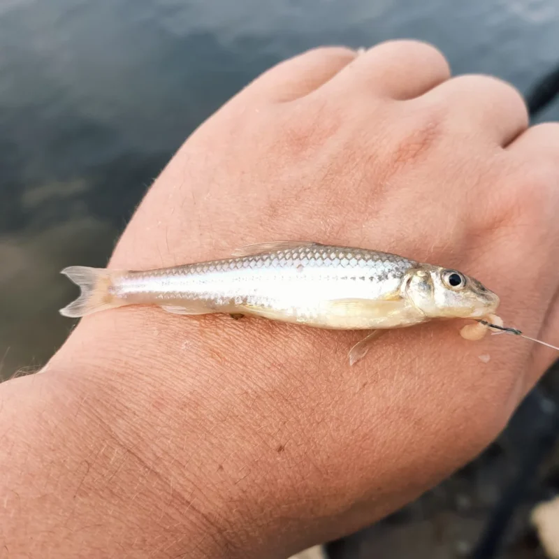 Stromgründling (Romanogobio Belingi) in der Seitenansicht
