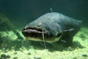 Europäischer Wels / Waller (Silurus glanis): Fischkunde und Steckbrief