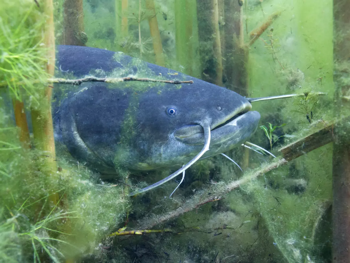 Wels in seinem Lebensraum versteckt in Wasserpflanzen